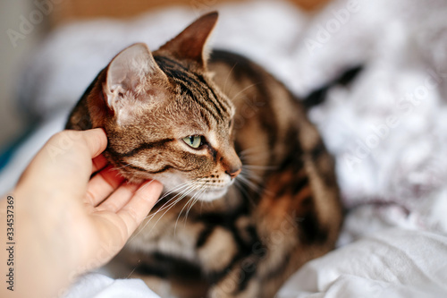 Man woman petting stroking tabby cat by hand. Relationship of owner and a domestic feline animal pet. Adorable furry kitten friend enjoying caress. Friendship of human and cat.