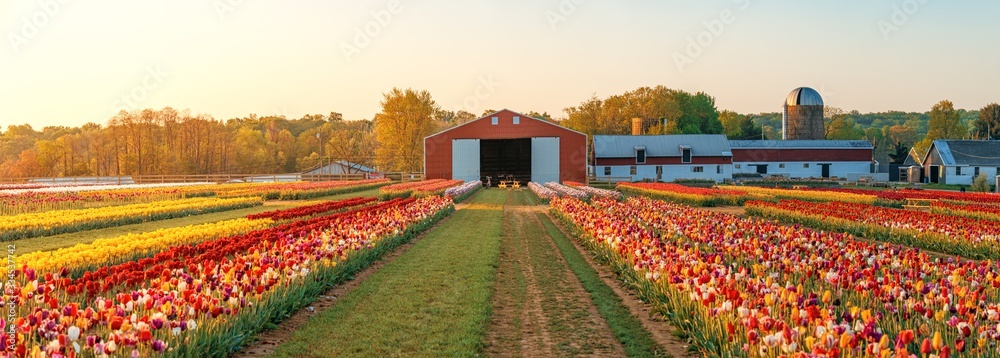 Tulip in farm - obrazy, fototapety, plakaty 