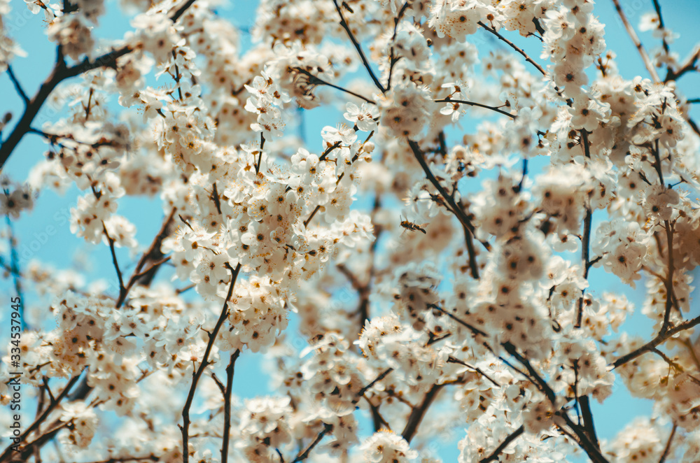 Fruit tree branches filled with an abundance of white blossoming flowers in vintage colours Fruit tree branches filled with an abundance of white blossoming flowers in vintage colours