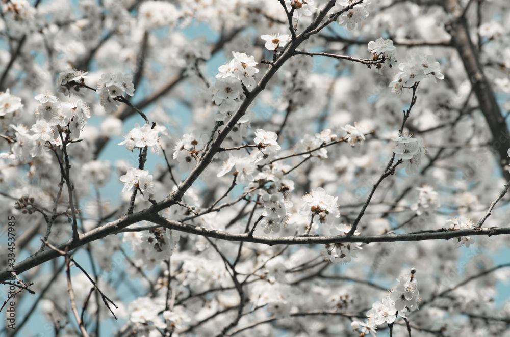 Fruit tree branches filled with an abundance of white blossoming flowers Fruit tree branches filled with an abundance of white blossoming flowers