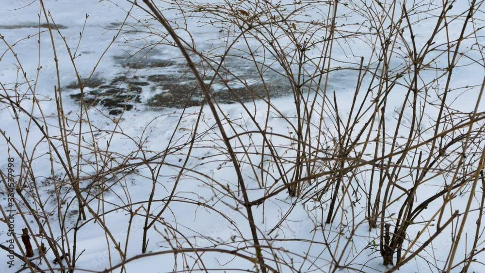 branches in the wind in winter in russia branches in the wind in winter in russia