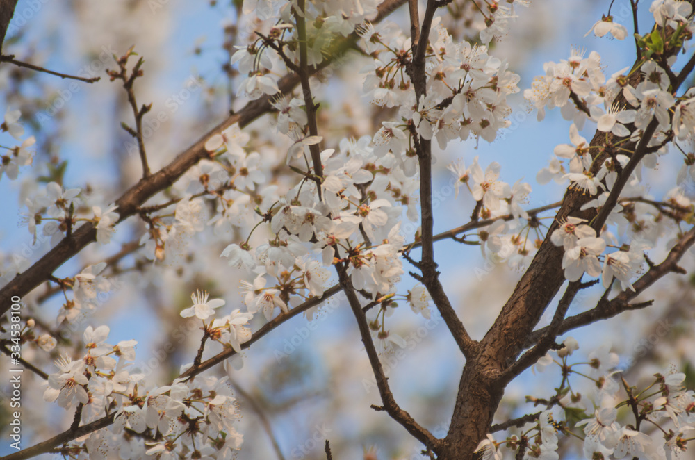 Fruit tree branches filled with an abundance of white blossoming flowers vintage colours Fruit tree branches filled with an abundance of white blossoming flowers vintage colours