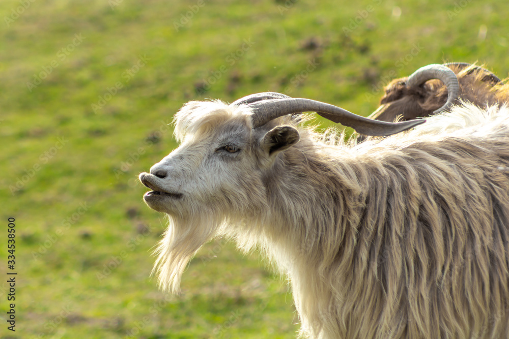Obraz premium Funny goat portrait with long lips. Open mouth. White long haired goat with horns and beard