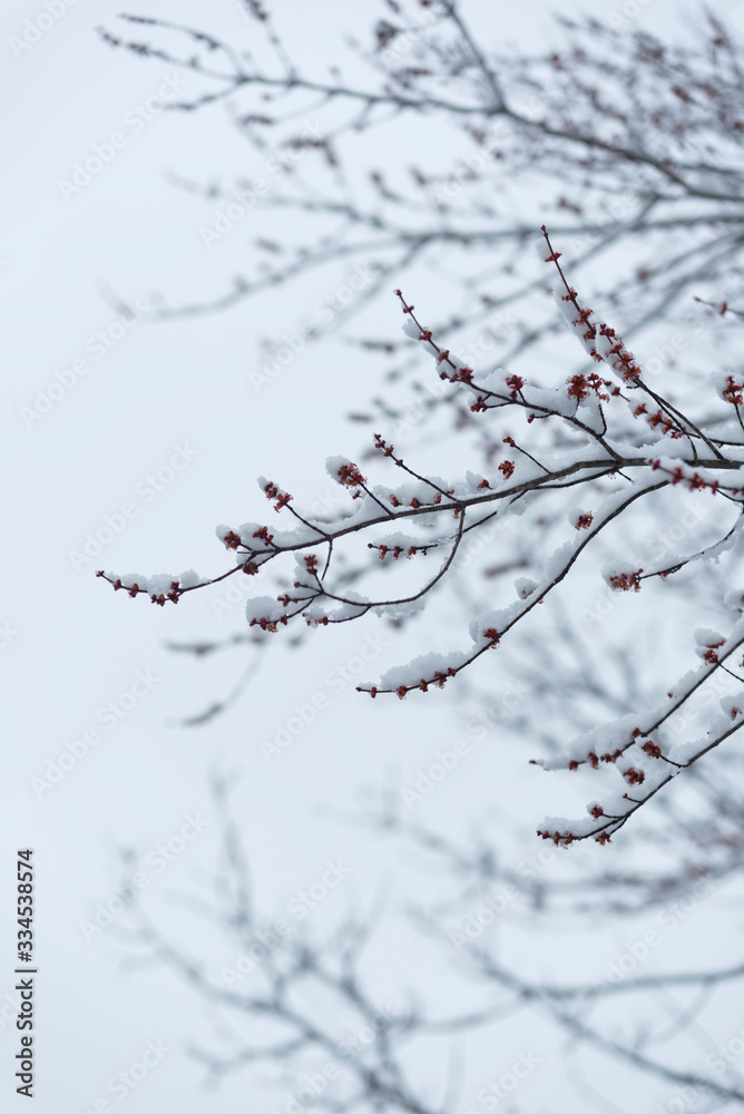 Tree branch with red berries covered in freshly fallen snow