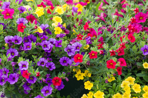 Mix of colorful blooming petunia (Calibrachoa) flowers