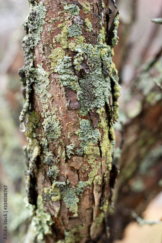 Interesting lichen on tree bark Interesting lichen on tree bark