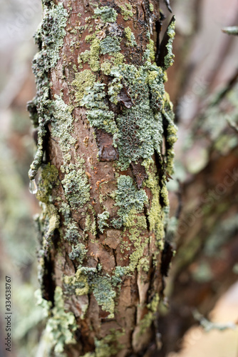 Fototapeta Naklejka Na Ścianę i Meble -  Interesting lichen on tree bark