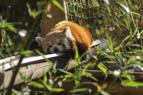 Petit panda roux, ménagerie du jardin des plantes, paris