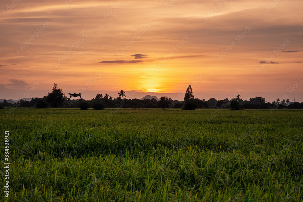 Fototapeta premium Sunset on rice field with drone flying in countryside
