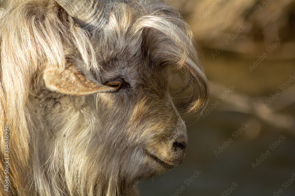 Old goat with white long curled hair and orange eyes and horn