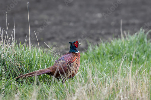 a wild female pheasant