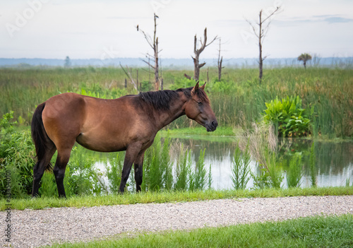 Tableau sur toile Free ranging horses at Gainesville wetlands in Florida.