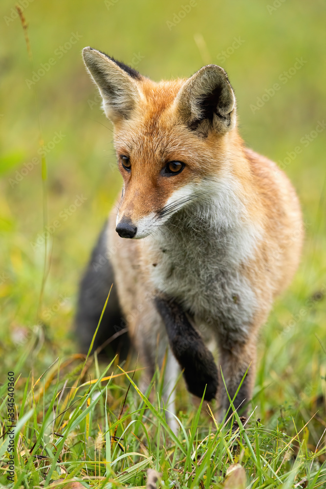 Vertical composition of focused red fox, vulpes vulpes, taking a careful step during hunt. Stalking wild mammal predator on a green meadow in summertime.