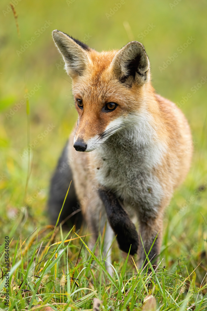 Vertical composition of focused red fox, vulpes vulpes, taking a careful step during hunt. Stalking wild mammal predator on a green meadow in summertime. Vertical composition of focused red fox, vulpes vulpes, taking a careful step during hunt. Stalking wild mammal predator on a green meadow in summertime.