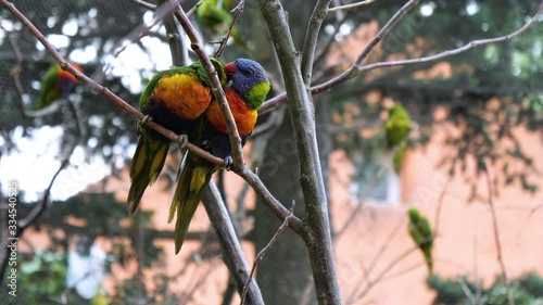 Two superb parrot on a brunch. photo