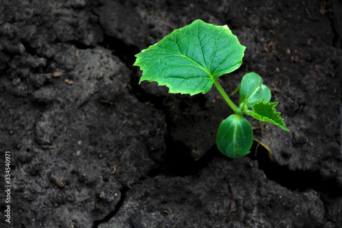 young green sprouts in the ground. Cucumber shoots. Green leaves. Black soil. Vegetable plants. Agricultural business. Free space for text. Blurred background.