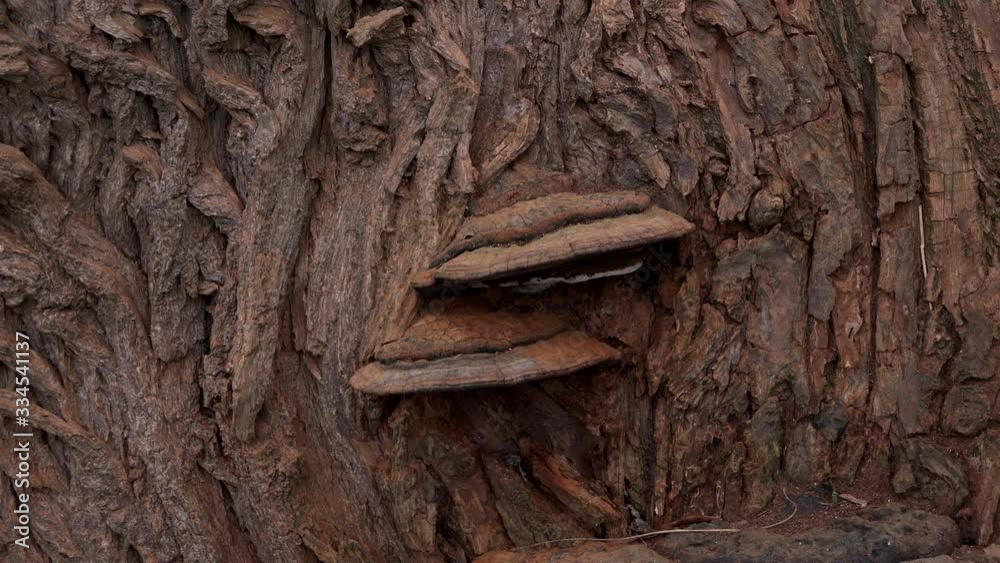Background tree bark with fungi close up UK 4K Background tree bark with fungi close up UK 4K