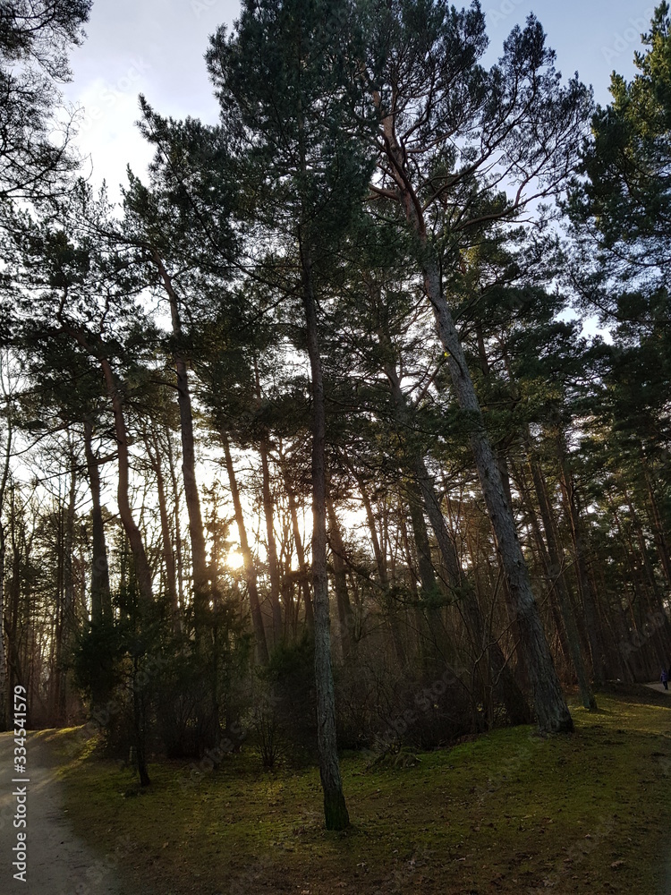 Obraz premium Beautiful nature