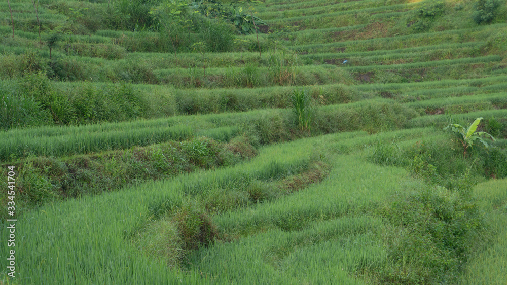 Paddy farming using the terracing method, one way to reduce erosion in mountainous areas