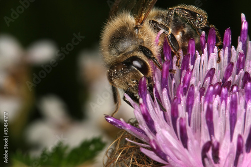 Bee, Honeybee, Apis, Thistle, Nectar, Honey, Thuringia, Germany, Europe photo