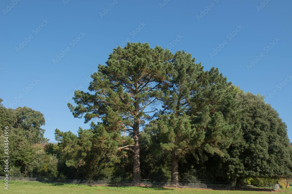 Green Foliage and Cones of an Evergreen Coniferous Monterey Pine Tree (Pinus radiata) Growing in a Garden in Rural England, UK