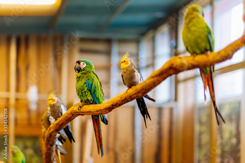 Green and red Psittacidae of macaws parrot family, sitting on a perch in a large bird cage. Selective focus on bird with blurred background