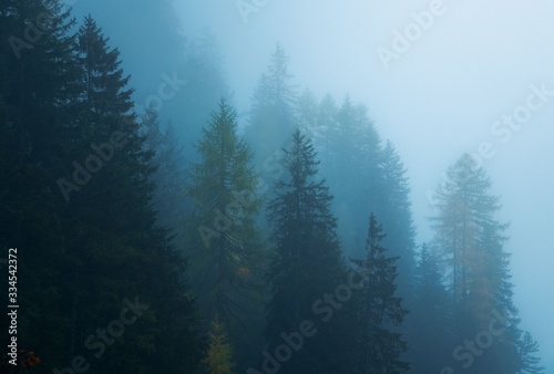 Dolomites foggy forest