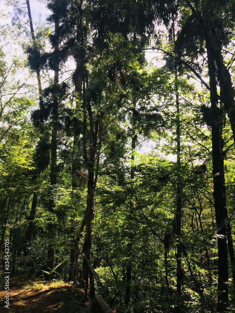 Fototapeta premium forest 