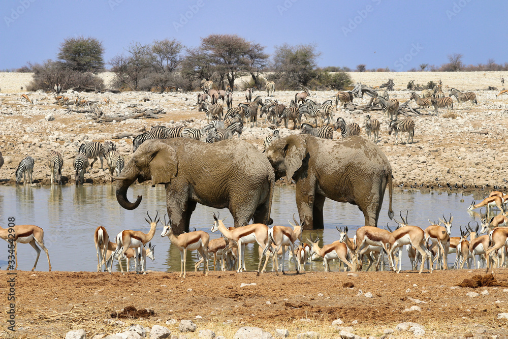 Obraz premium African elephants (Loxodonta africana) at the waterhole - Namibia Africa