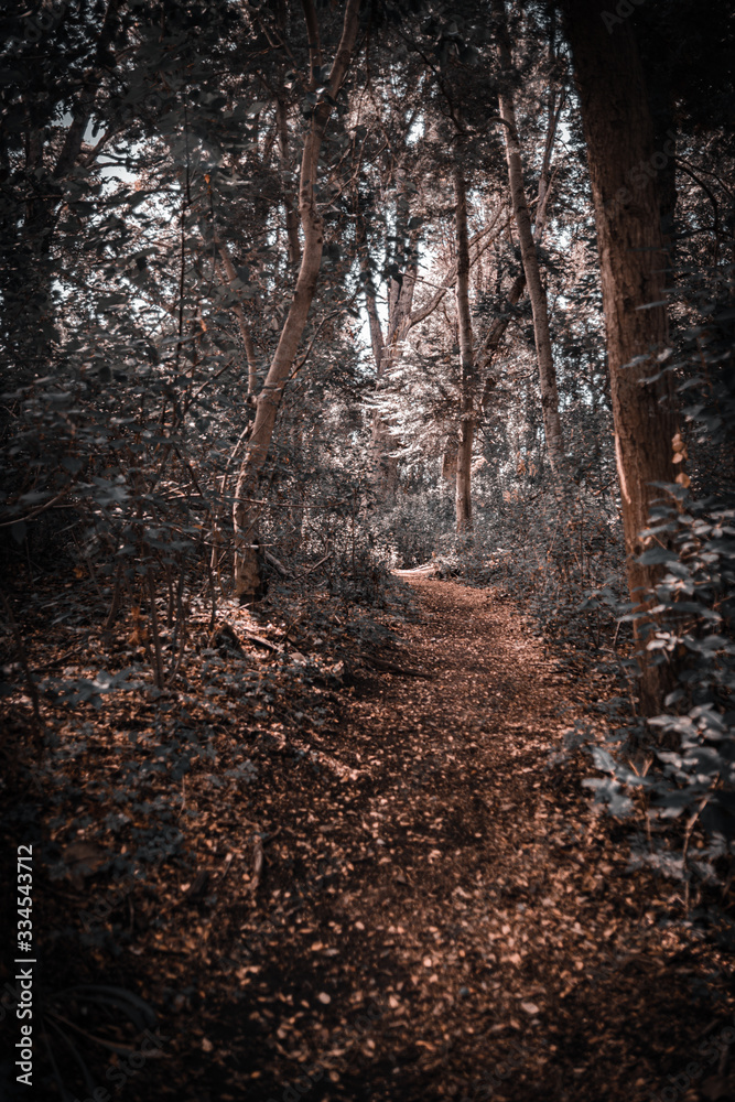 Fototapeta premium forest in autumn