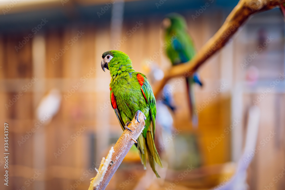 Obraz premium Green and red Psittacidae of macaws parrot family, sitting on a perch in a large bird cage. Selective focus on bird with blurred background