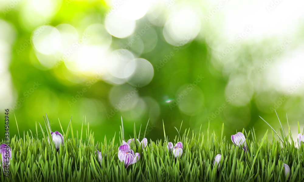 Fresh grass with spring flowers against blurred green background Fresh grass with spring flowers against blurred green background