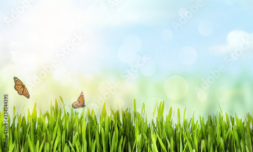 Fresh green grass and butterflies on sunny day. Spring season