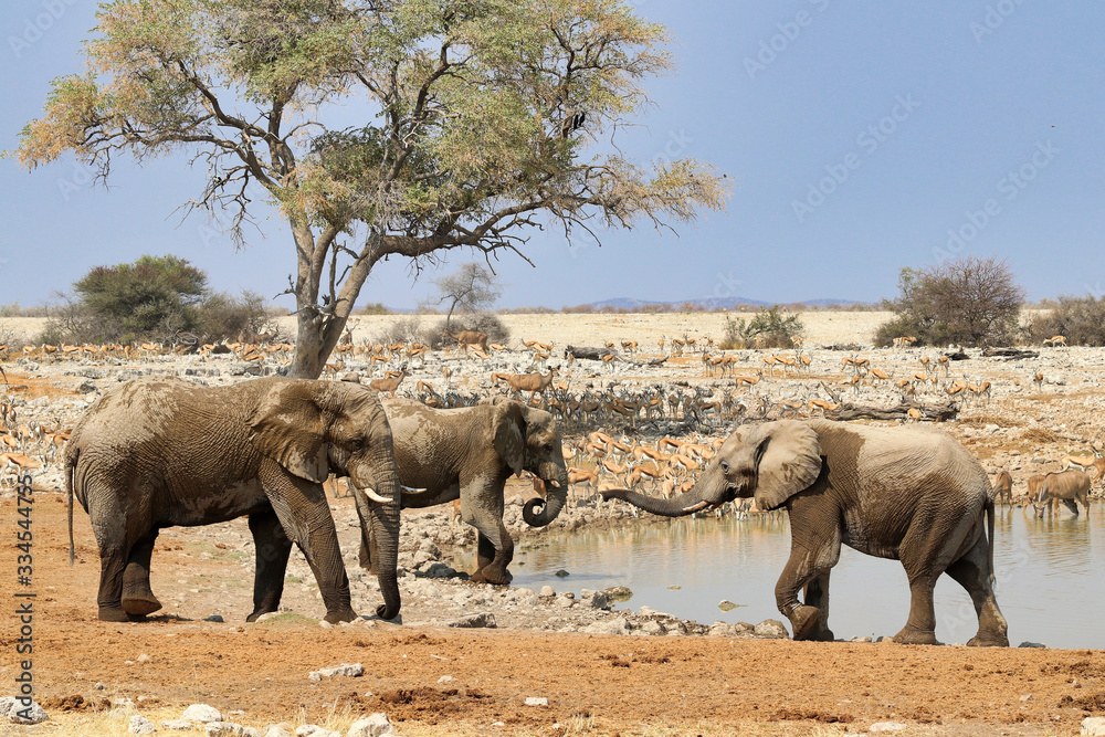Fototapeta premium African elephants (Loxodonta africana) at the waterhole - Namibia Africa 