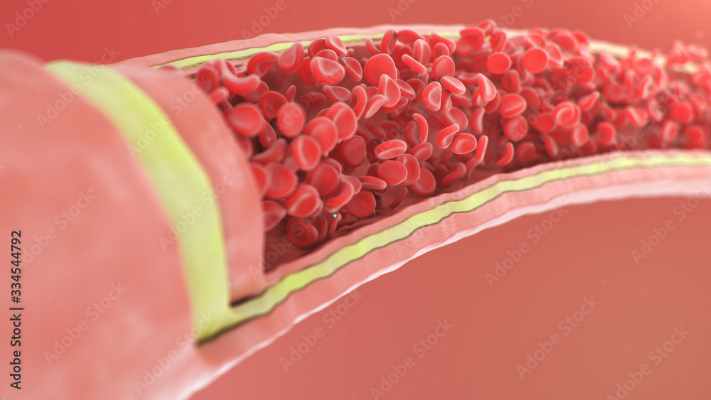 Cross section artery view. Red blood cells inside an artery, vein ...
