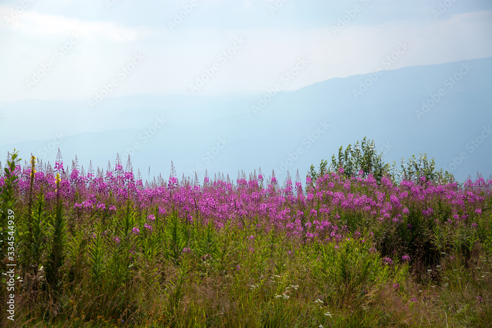 Naklejka premium Spring mountain flowers