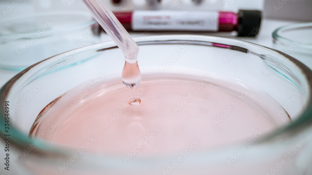 Scientist dropping a sample into a Petri dish. Experimented in laboratory Scientist dropping a sample into a Petri dish. Experimented in laboratory