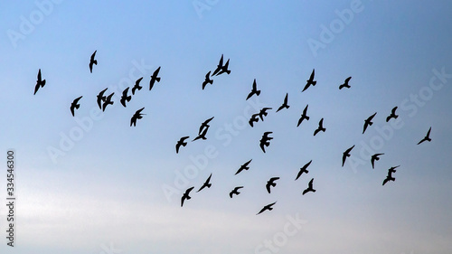 Flock of pigeons flying on the sky. Rock dove or common pigeon (Columba livia).