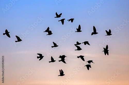 Flock of pigeons flying on the sky. Rock dove or common pigeon (Columba livia). © avs_lt