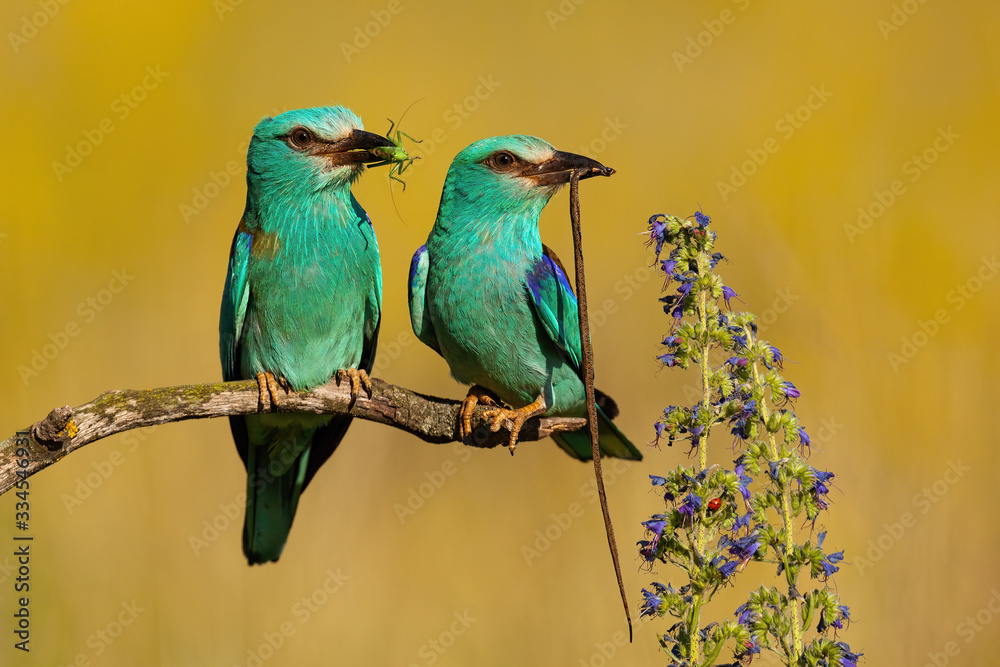Fototapeta premium Couple of two european roller, coracias garrulus,s sitting in summer nature with blurred background. Cute pair of birds holding prey in sun. Wild animals on prairie.