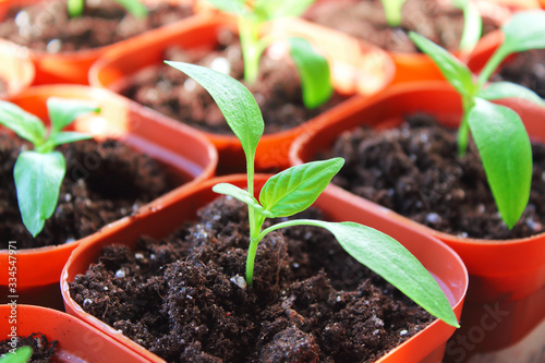 Seedlings of peppers in plastic pots. Close-up. Top view from the side. Background.