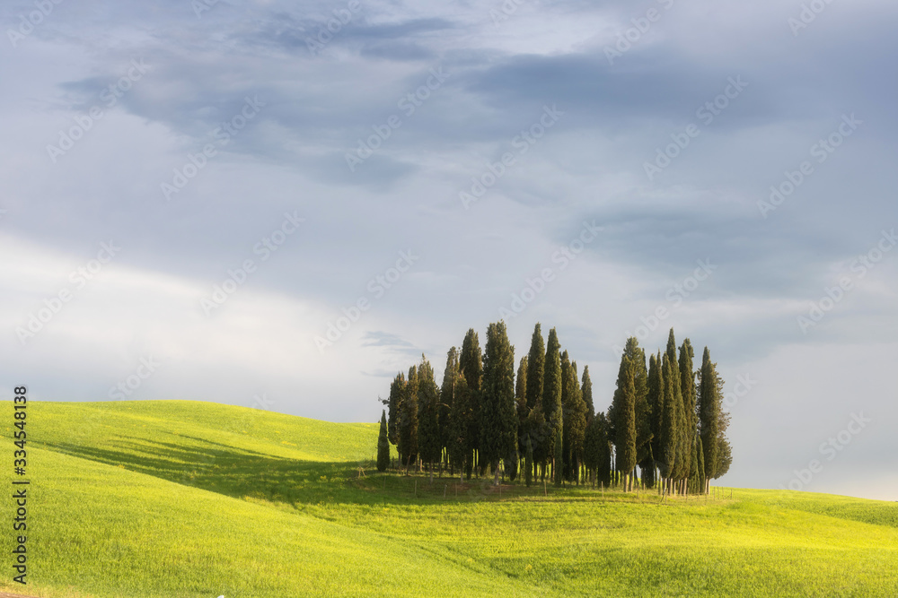 Beautiful colors of green spring panorama landscape of Tuscany. Most popular place in Italy. Green fields and blue sky and Cypress tree scenic road near Siena. Travel holiday background concept