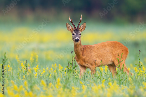 Alert roe deer, capreolus capreolus, buck facing camera on a flower covered lawn in wilderness. Wild mammal with orange fur, big eyes and dark antlers in natural environment.