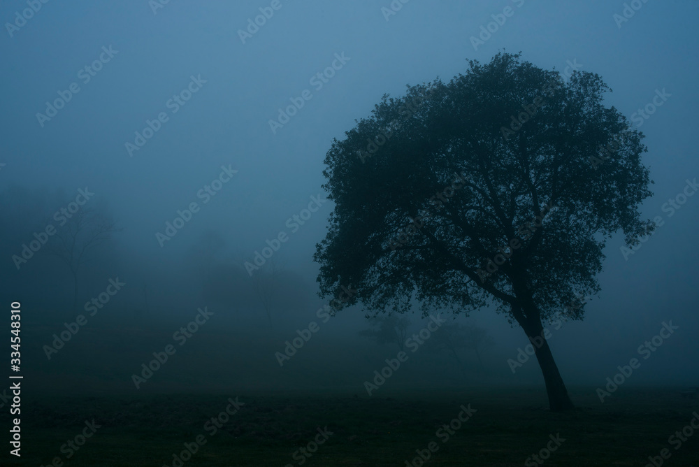 Obraz premium Tree in the mist with timelapse