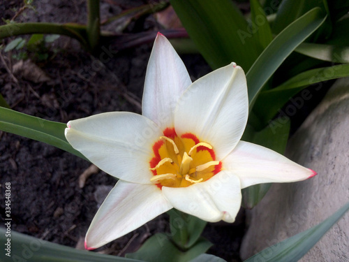 Fototapeta Naklejka Na Ścianę i Meble -  White Tulipa botanical flower in the garden. The first spring flowers.