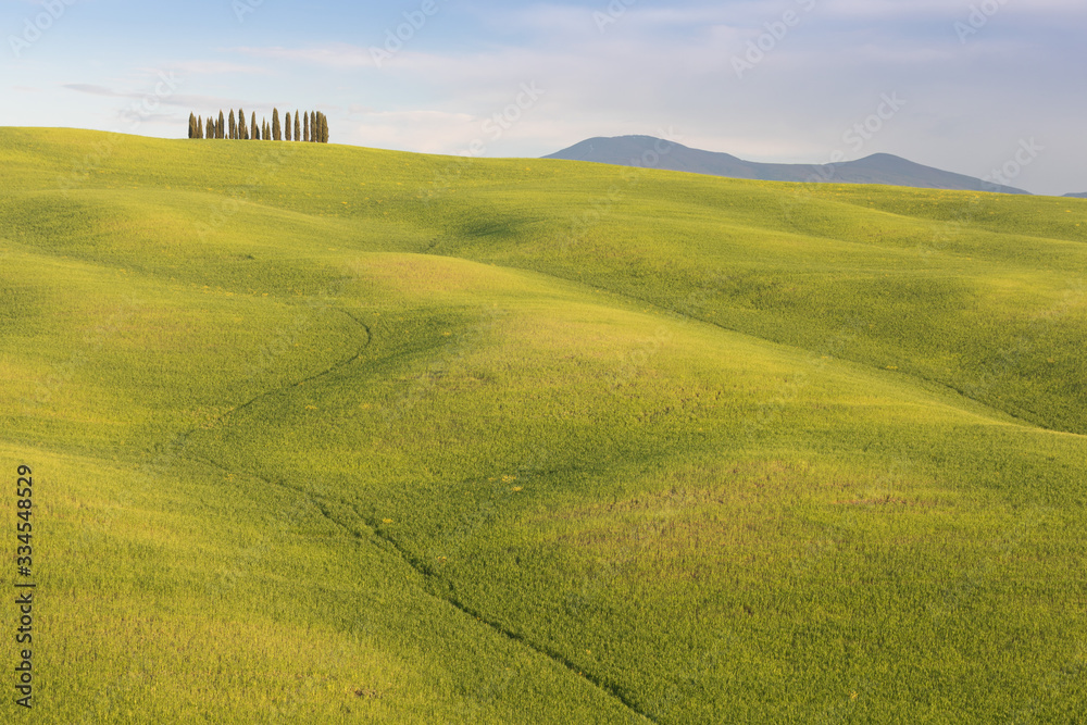 Obraz premium Beautiful colors of green spring panorama landscape of Tuscany. Most popular place in Italy. Green fields and blue sky and Cypress tree scenic road near Siena. Travel holiday background concept
