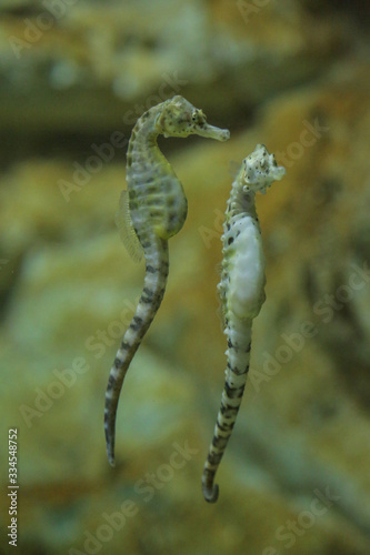 hyppocampes, couple, aquarium de la Rochelle