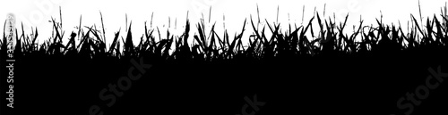 Field of corn across the lower horizon of a white background