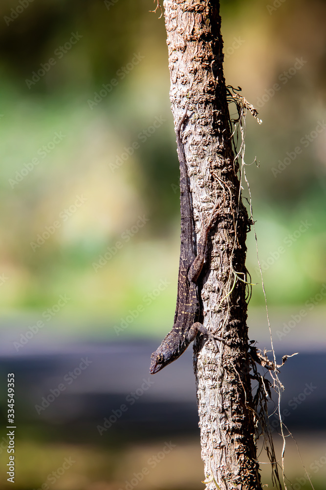 Anole Lizard basking on log in wetlands park in Gainesville Florida. Anole Lizard basking on log in wetlands park in Gainesville Florida.