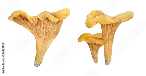 Hand drawn watercolor illustration of chanterelle cibarius edible wild fungi mushrooms. Orange yellow fungus in wood woodland forest. Natural plants nature harvest mushroom. Design realistic organic